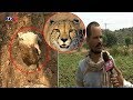 Cheetah Fear grips Ibrahimpatnam Villages