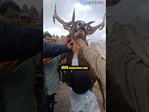 Momen Langka! Rusa Turun Gunung dan Disambut Hangat Warga 🌿 | Harmoni Manusia dan Alam #shorts