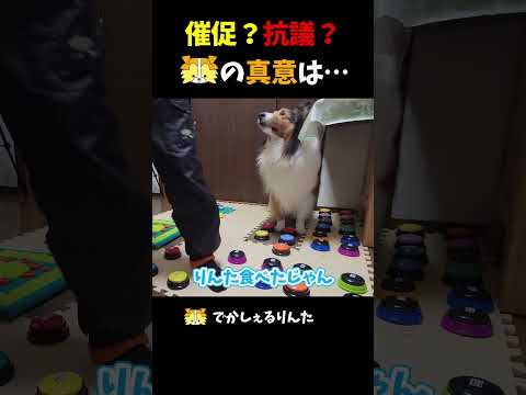 催促？抗議？シェルティの真意は⋯【会話ボタンでしゃべる犬】 #shorts #犬