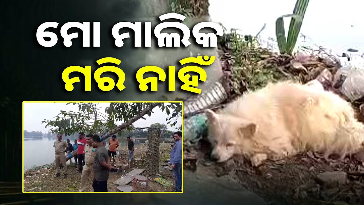 କେତେବେଳେ ମାଲିକର ଜୀବନ ଗଲାଣି ହେଲେ ପାଖ ଛାଡ଼ି ଯାଉନି ପୋଷା କୁକୁର || Knews Odisha