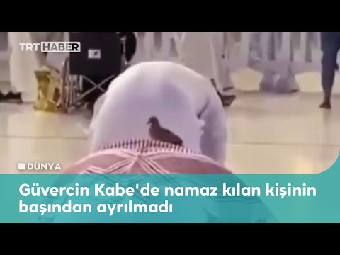 Güvercin Kabe’de namaz kılan kişinin başından ayrılmadı