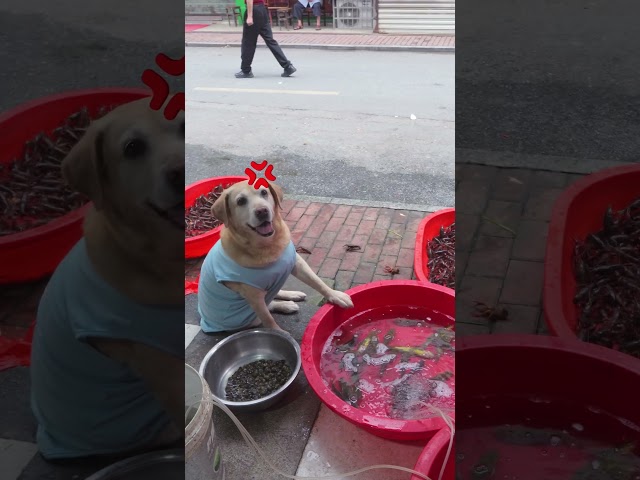 狗狗知道肉皮不值錢Dogs know that meat skin is worthless