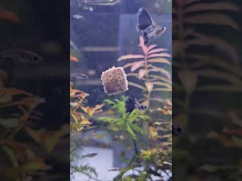 Galaxy Blue Tail Guppy for AAA Aquarist Auction @p 