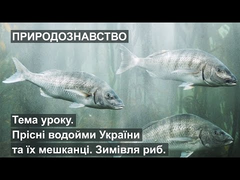 Природознавство - Тема уроку: Прісні водойми України та їх мешканці. Зимівля риб