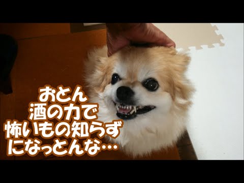 すぐキレるポメラニアン コタの最新動画 Youtubeランキング