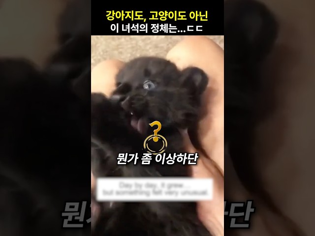 강아지도, 고양이도 아닌 이 녀석의 정체는..ㄷㄷ