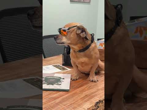 I found Minion doing business with Penny at Alpha Title & Escrow.   #theoneandonlyminion