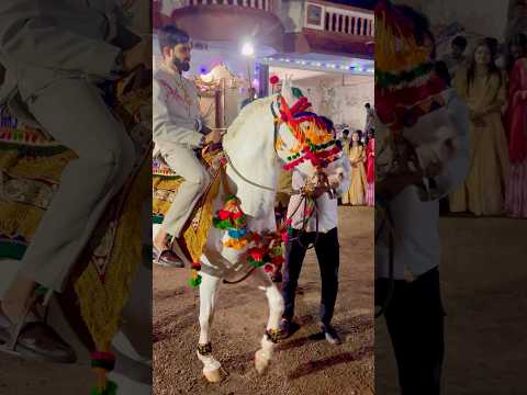 બંસી મૂરત રાથળી #horse #trending #kathiyawadi #horsedance #love#wedding #shorts #moral