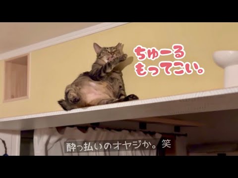 最後の保護猫おチビのベッドルームをリフォームしてみたけれど…