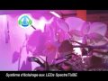Test du système d'éclairage horticole aux LEDs SpectraTUBE