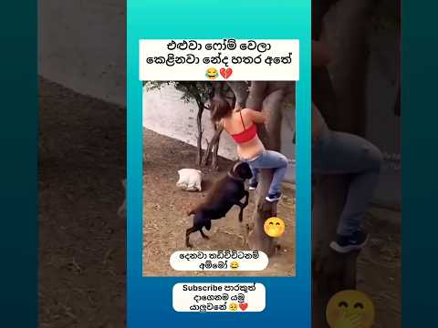 එළුවා කෙළිනවා නේද අම්මෝ 😂💔 Sinhala funny meme 😂 #shorts #funny #trending #viralvideo #sinhala #jokes