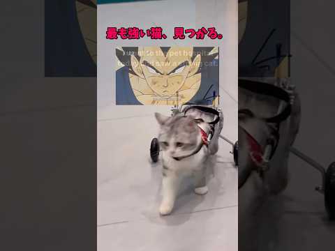 猫の可愛さと強さを徹底紹介！癒しの動画で楽しもう サムネイル