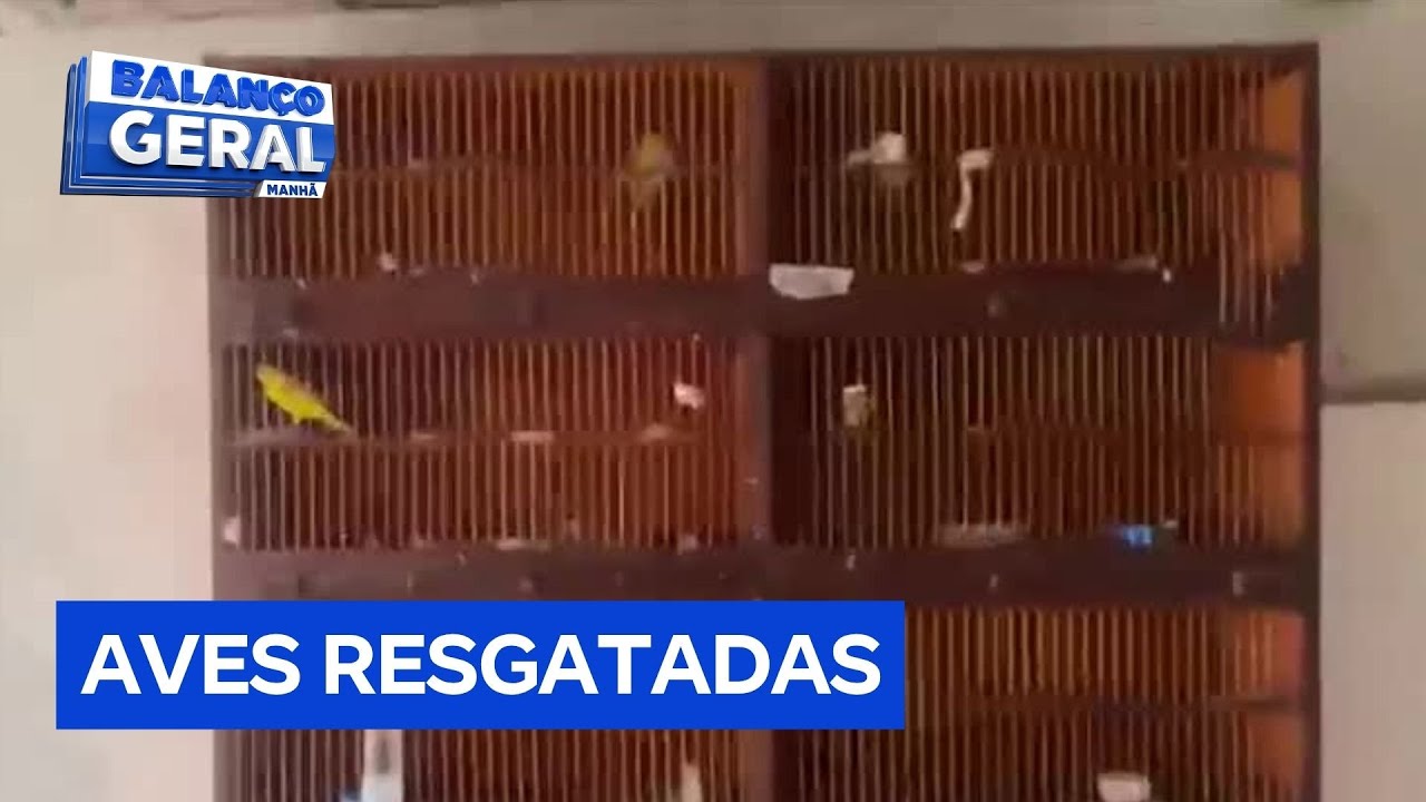 Polícia descobre cativeiro e apreende mais de 50 aves em São Paulo