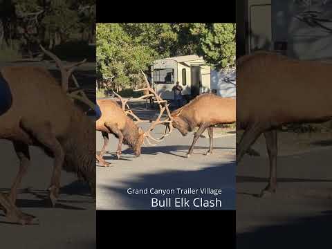 Bull Elk Clash at the Grand Canyon