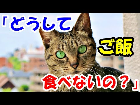 どうしてご飯たべないの 55歳の母が他界 悲しみにくれていると猫に言われてビックリ 墓参りに行くと信じられないことが 猫の不思議な話 朗読 まとめちゅーぶ