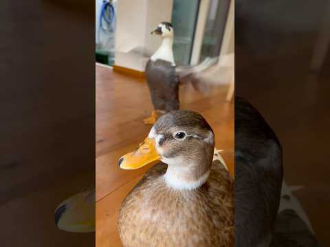 Ochocho Makes Her Owner Happy by Poking. オチョチョに突かれて幸せ。　#callduck #duck #ochocho #オチョチョ#ryuzoarts