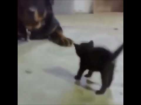 Funny Fight between dog 🐶 and Cat 😺😂 #shorts #dog #cat