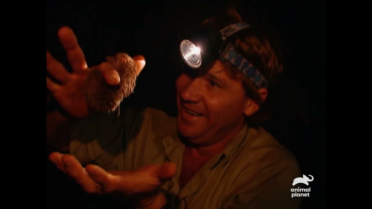 The TIGER of the Insect World! | The Crocodile Hunter | Animal Planet