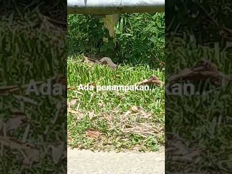 Daily life#sedang makan apa dia itu...?#shortvideo