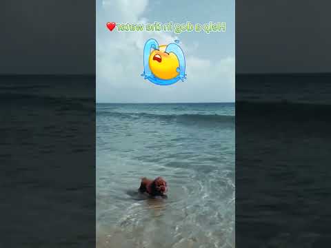 #fyp #bemyfriend #lonely #dog #dogs #cutepuppy #love #tiktok #doglover #lovedogs 4