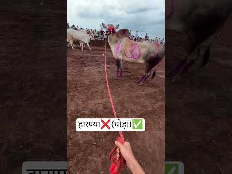 | हारण्या ❌ घोड़ा ✅| कसा आहे मग | #bailgada #bailgadasharyat