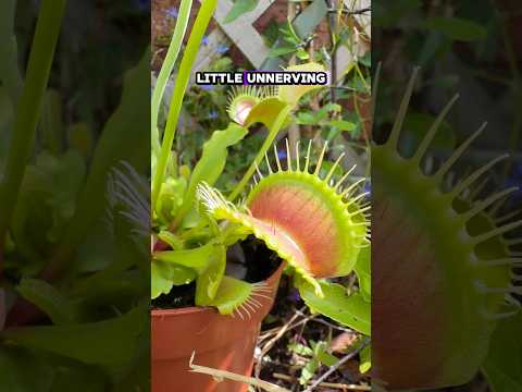 A terrifyingly alien plant! The Venus Fly Trap! #nature #outdoors #garden #houseplants #interesting
