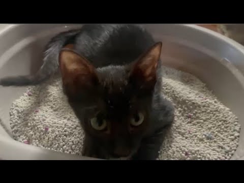 Rescued Kittens Try Their New Litter Box  