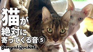 【検証】TikTokで話題の猫が絶対に寄ってくる音5【ベンガル/スフィンクス猫】