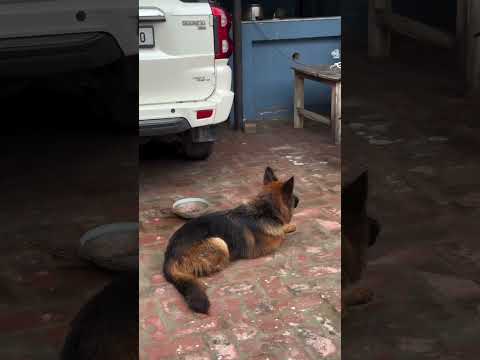 Credit-Janwar mahkamaStreet Dog Mini Vlog #reels #dog #puppy #pets #petslover #dogs #punjab #dog