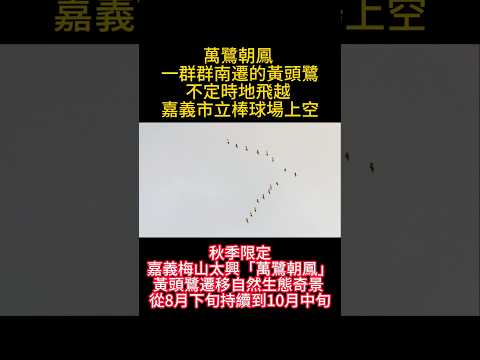 萬鷺朝鳳   一群群南遷的黃頭鷺  不定時地飛越  嘉義市立棒球場上空 ＃嘉義 ＃嘉義好生活 ＃嘉義旅遊