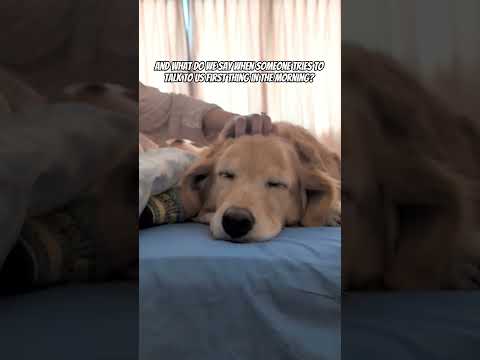 GRRRRRR!!!!! #dog #dogs #dogshorts #shorts #goldenretriever #doglife #relatable