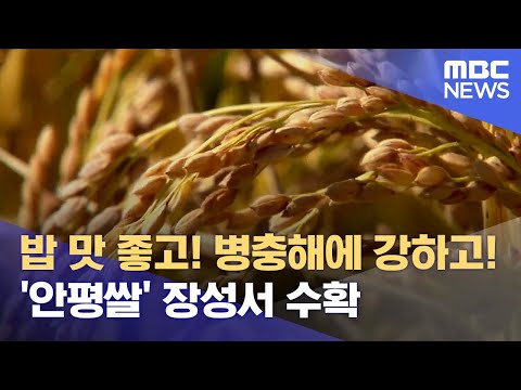 밥 맛 좋은 '안평쌀' ‥장성서 재배 (2023.10.30/뉴스데스크/광주MBC)