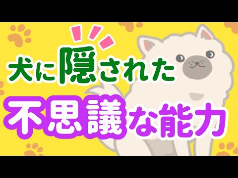 犬は飼い主よりスゴい!?犬に隠された5つの不思議な力