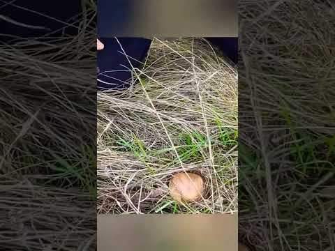 Азартный грибник #грибы #mushroom #shorts