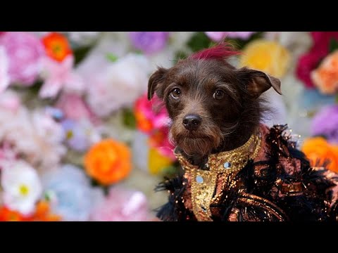 Κουτάβια ποζάρουν με στυλ στο Met-Inspired Pet Gala της Νέας Υόρκης