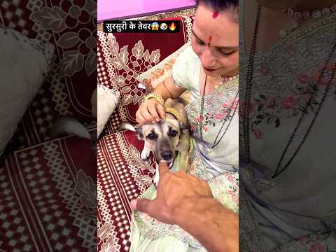 सुरसुरी के तेवर🐶🔥😱 # aggressive Indie # angry SurSuri #animals #pets #shorts #ytshorts #desidog