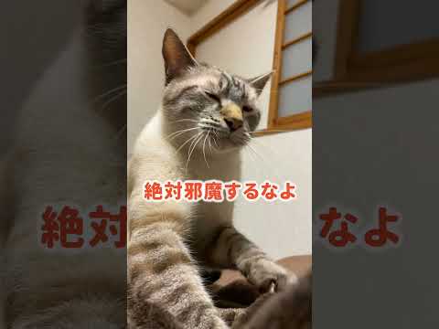 ふみふみ中の猫の顔つきが勇ましすぎる件 まとめちゅーぶ