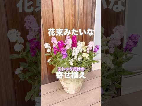 ＼冬の寄せ植え／ストックの花束のようなコンテナガーデン #ガーデニング #containergarden #shorts