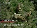 Turkish Kangal Dogs vs. Tigers & Lions
