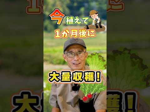 家庭菜園や農園の秋冬野菜栽培で今植えて最短1ケ月後に大量収穫!【農家直伝】#shorts