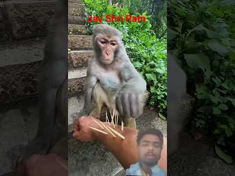 #monkey #animals #comedy #funny #pets #ekmotahathighumechala #funnyanimal