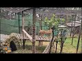 Two Siberian Tigers Arrived In Padmaja Naidu Himalayan Zoological Park |  Darjeeling | News9  - 01:57 min - News - Video