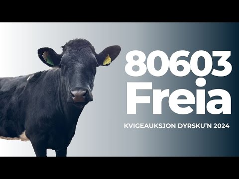 Kvigeauksjon 2024: 80603 Freia