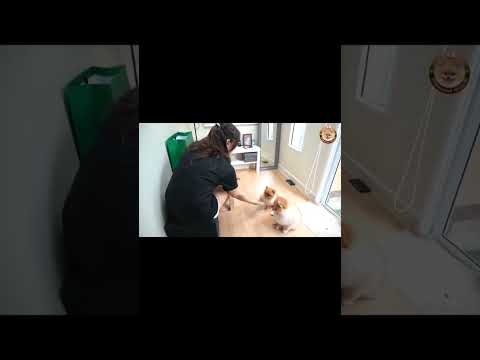 Dogs show 🐶🐶 #pomeranian  #dogs  #dogshorts #dogslife