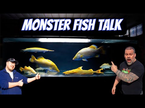 MONSTER FISH TALK | Answering your questions in th Discussing everything from Monster fish, to at home aquarium setups. Come hangout and ask us your qu
