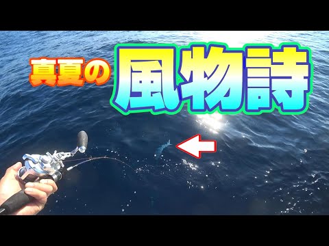 真夏の風物詩的な魚が釣れました