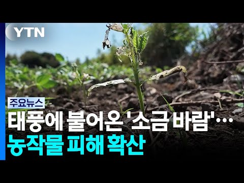 태풍에 불어온 '소금 바람'...농작물 피해 확산 / YTN
