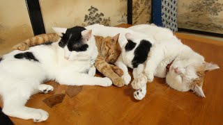 動画サムネイル
