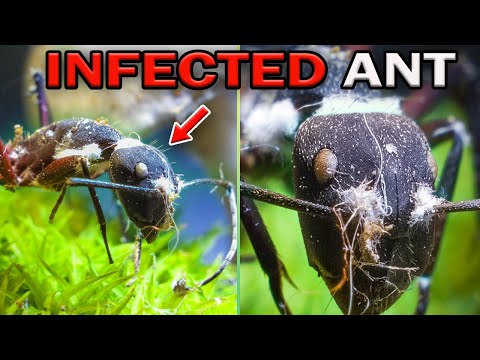The ENIGMA of CORDYCEPS: A Story of MIND CONTROL + EPIC ENCOUNTER Blue BLOWFLY and FALSE BLACK WIDOW