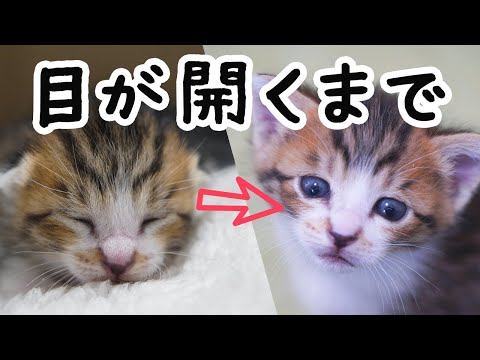 【保護猫】はじめて目を開いた子猫が可愛すぎました